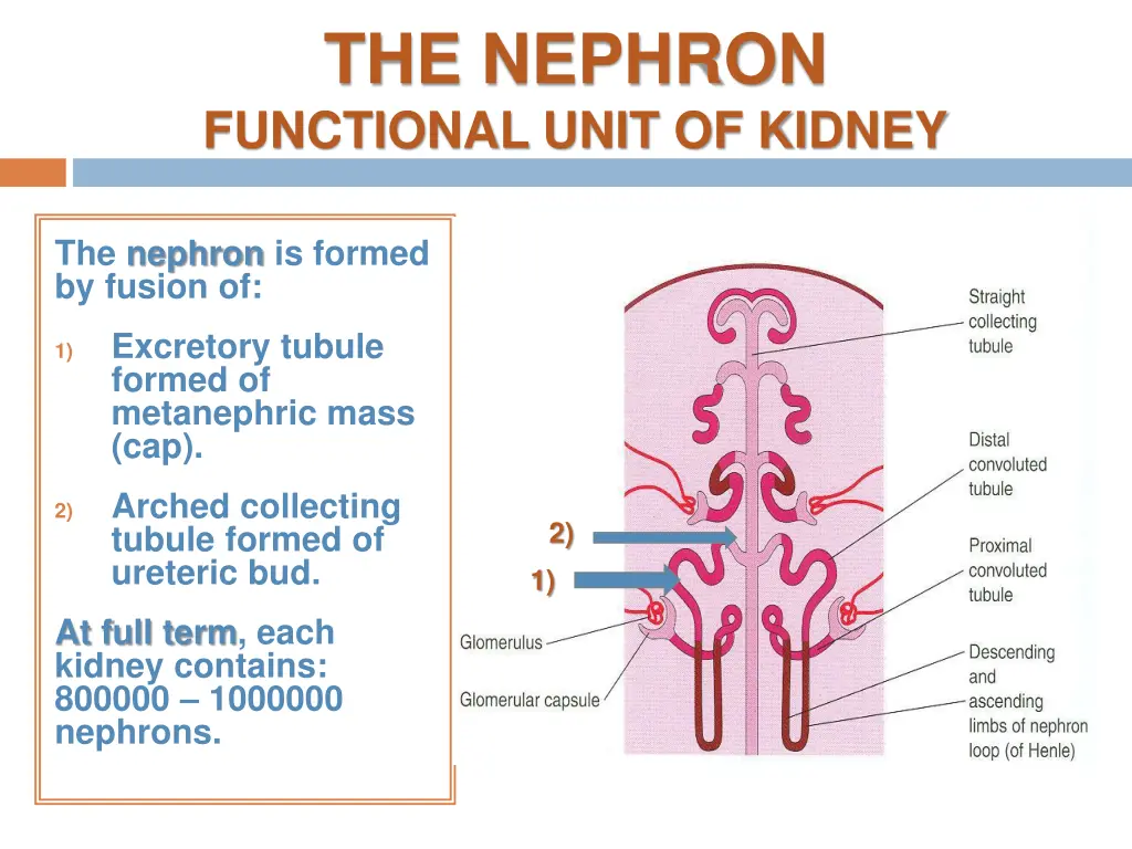 the nephron functional unit of kidney