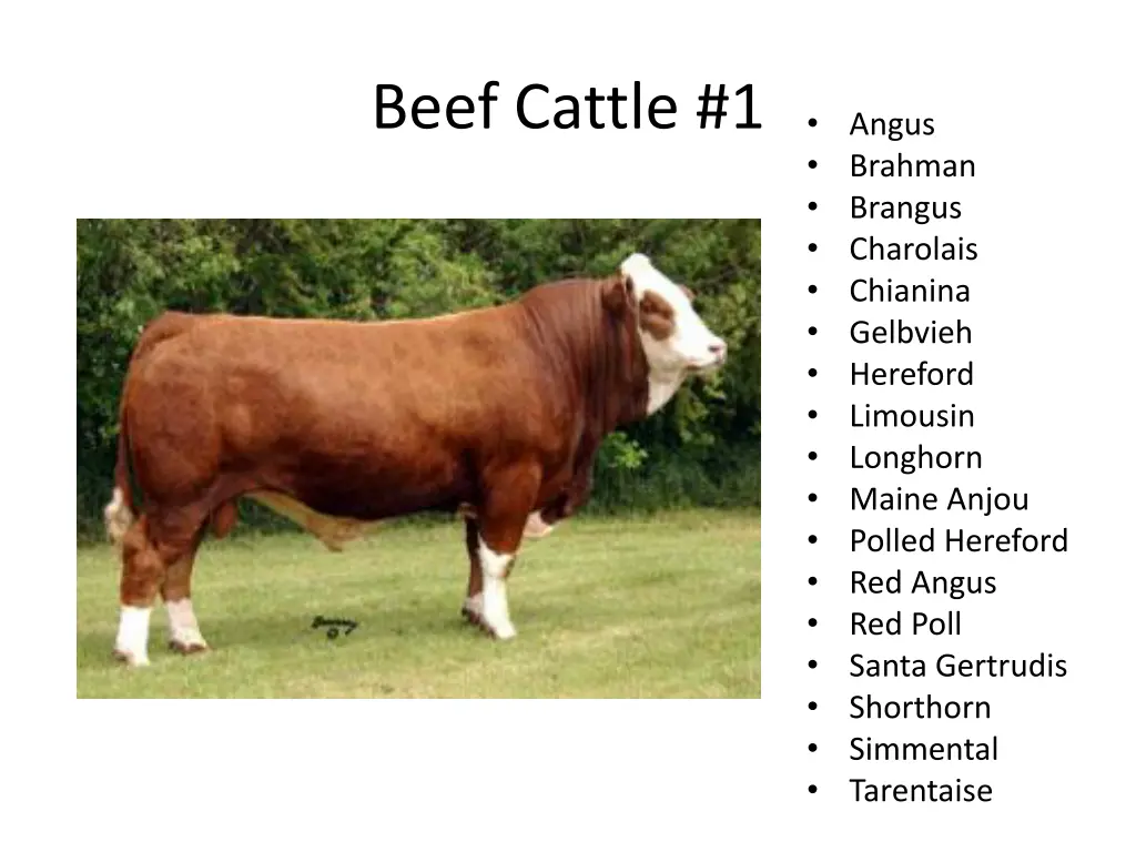 beef cattle 1