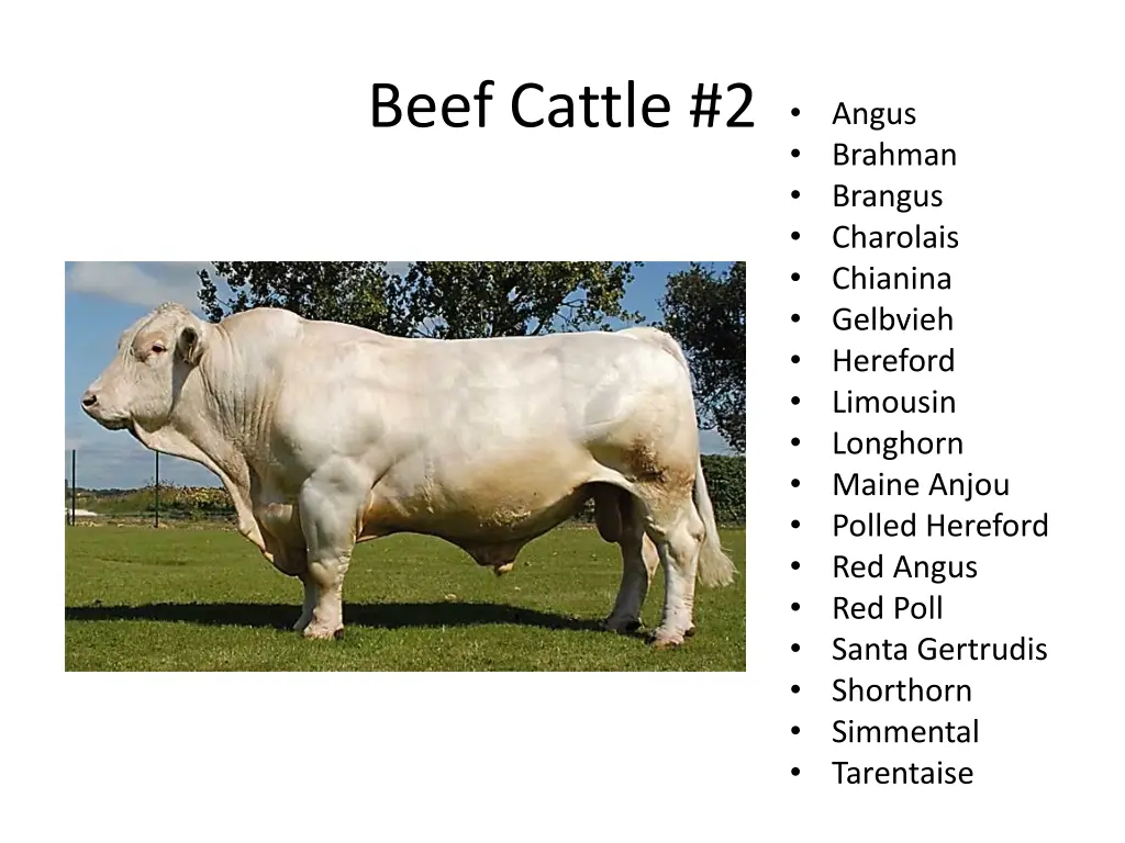 beef cattle 2