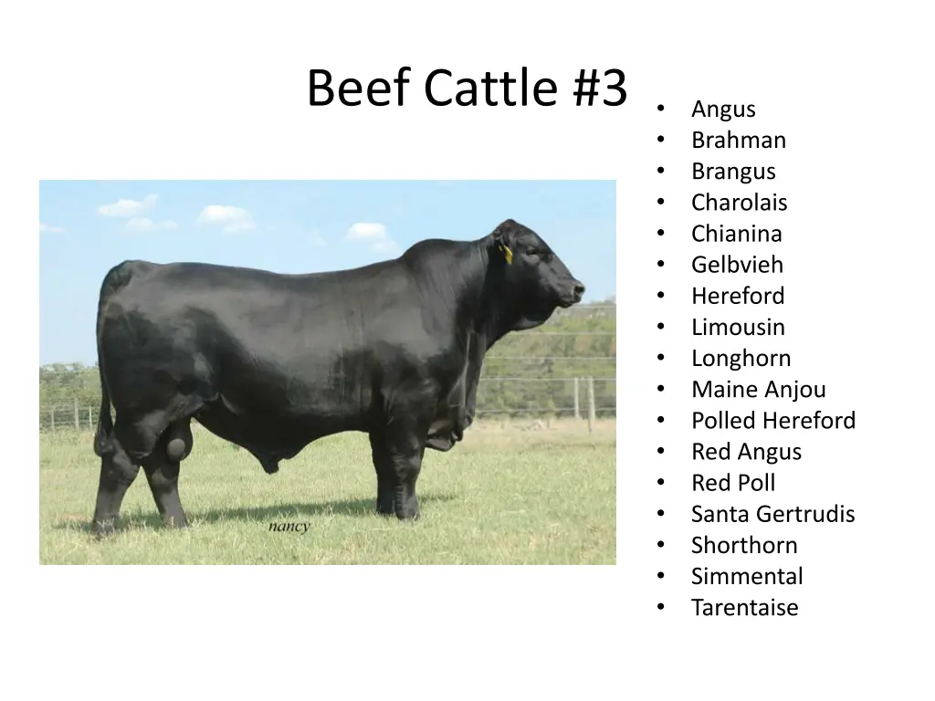 beef cattle 3