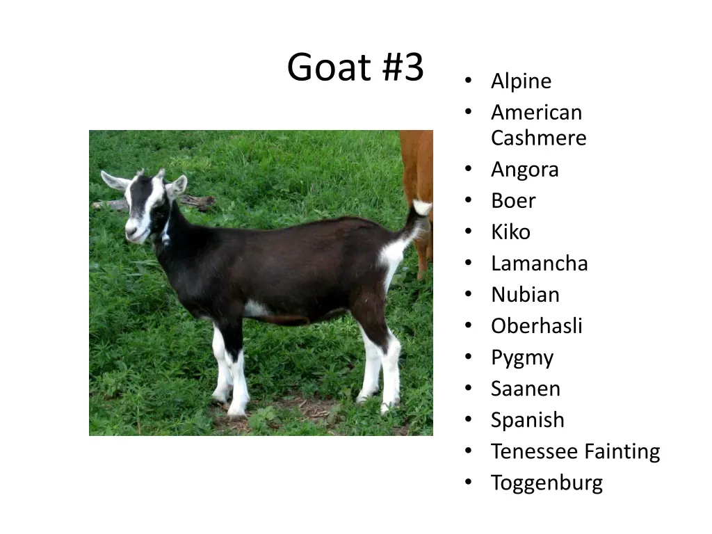 goat 3