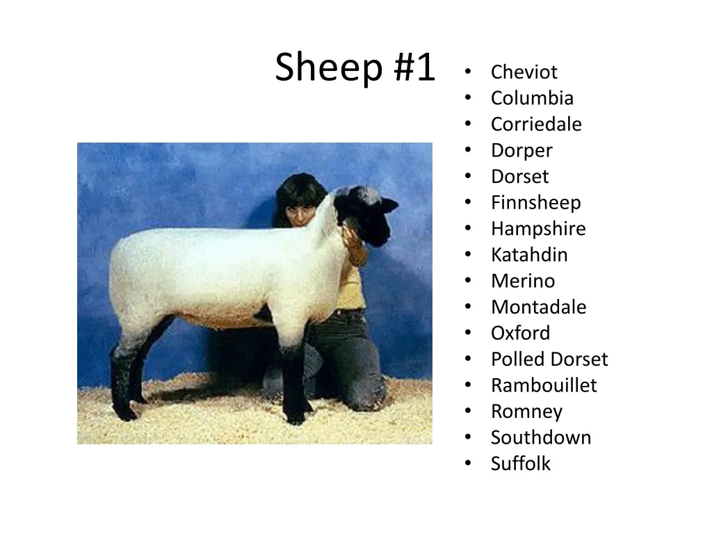 sheep 1