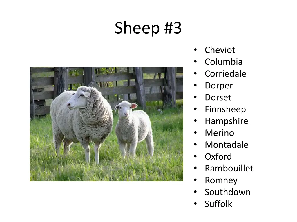 sheep 3