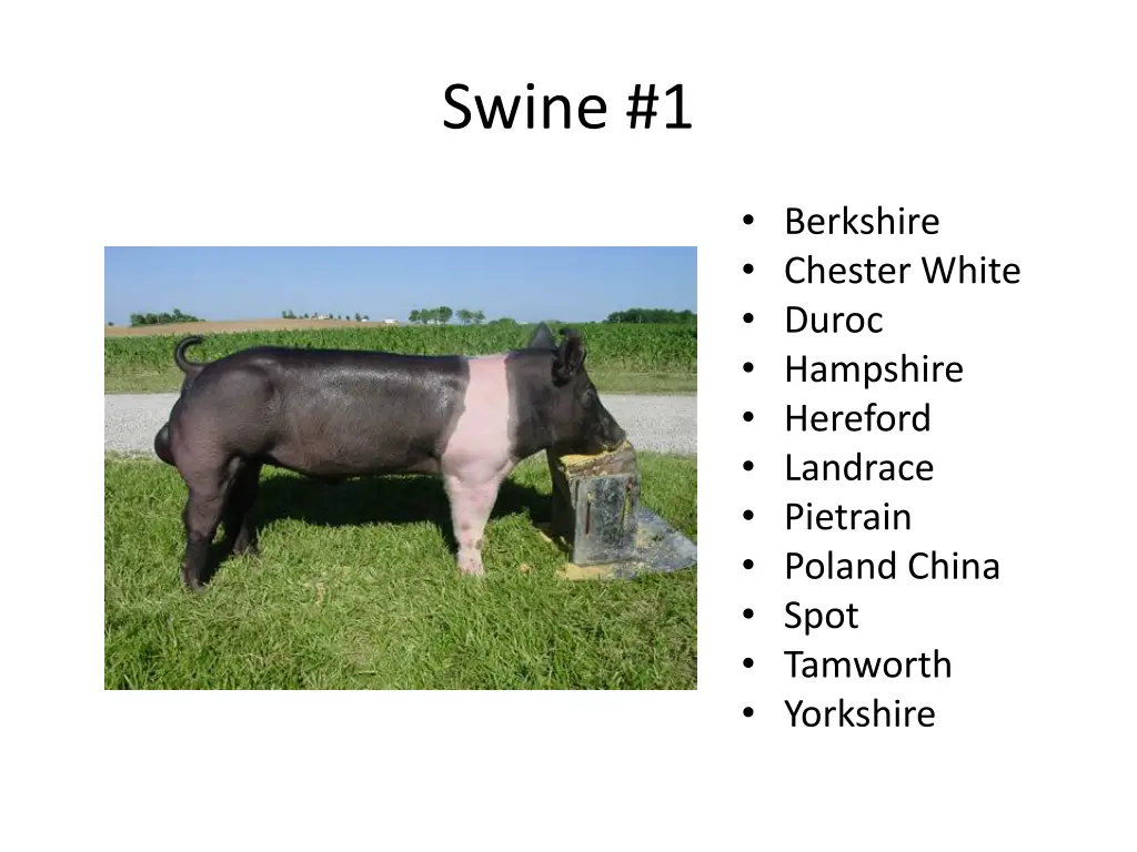 swine 1