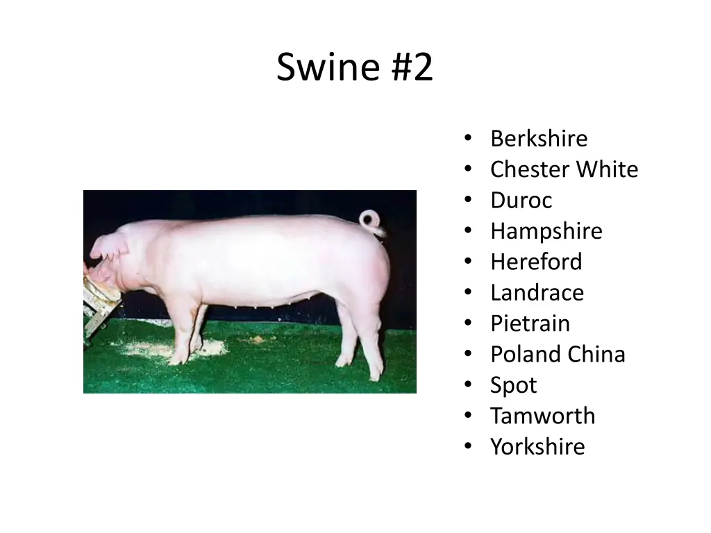 swine 2