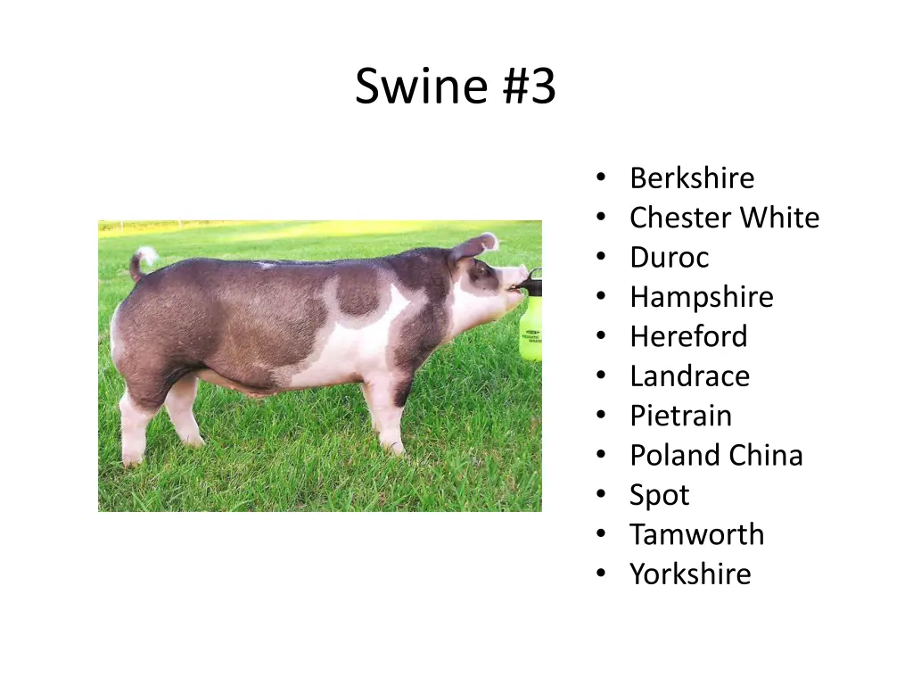 swine 3