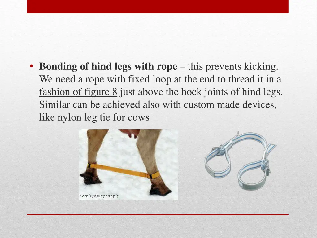 bonding of hind legs with rope this prevents