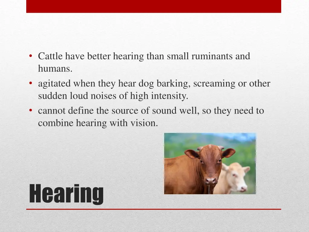 cattle have better hearing than small ruminants