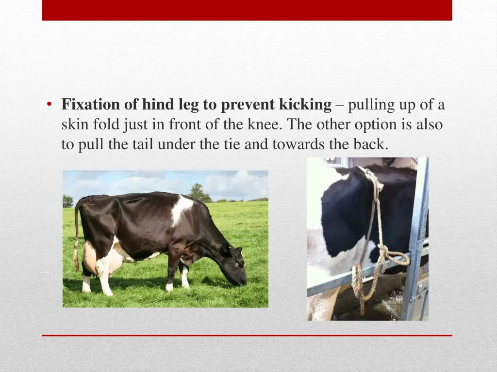 fixation of hind leg to prevent kicking pulling