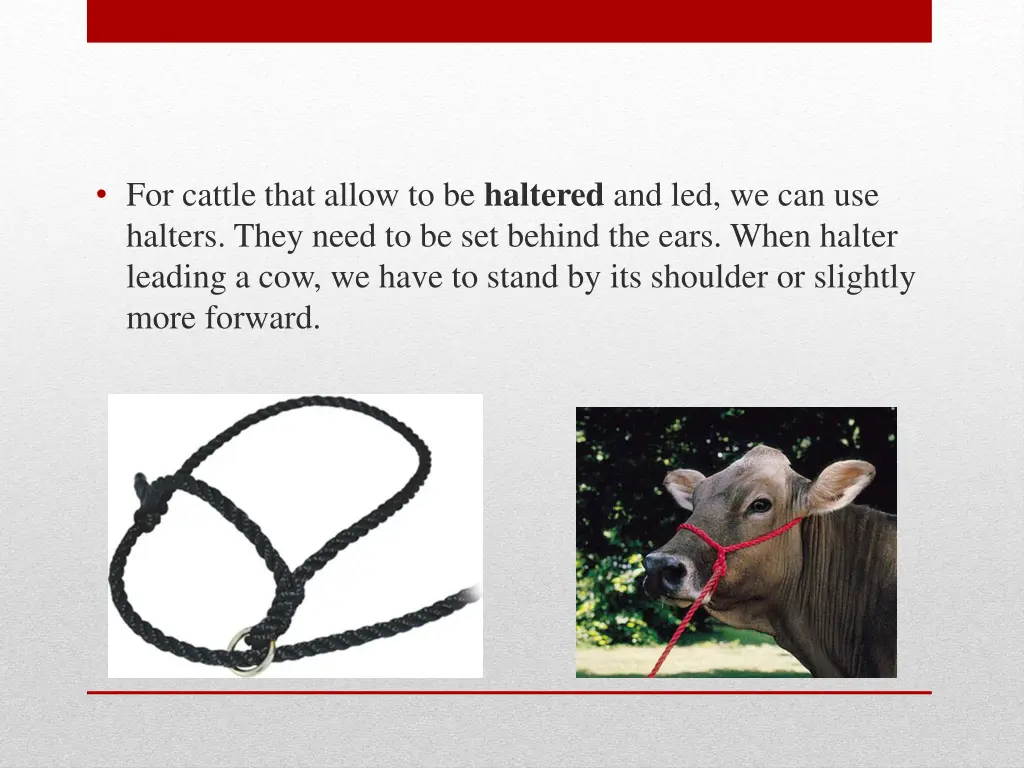 for cattle that allow to be haltered