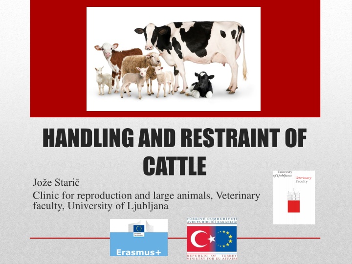 handling and restraint of cattle jo e stari