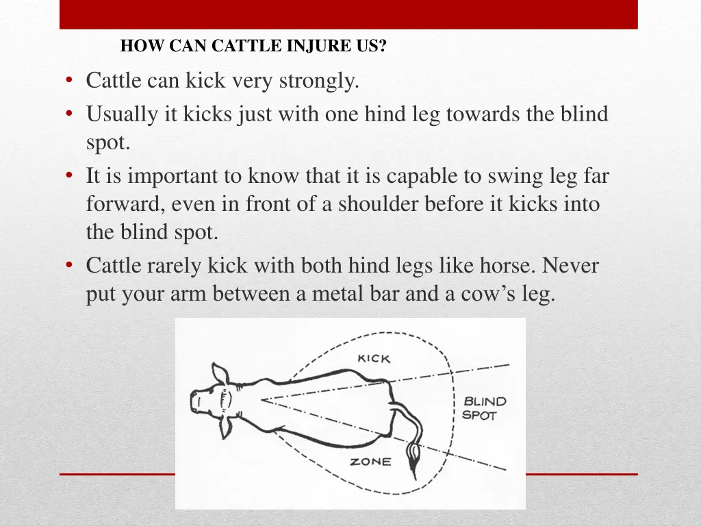 how can cattle injure us