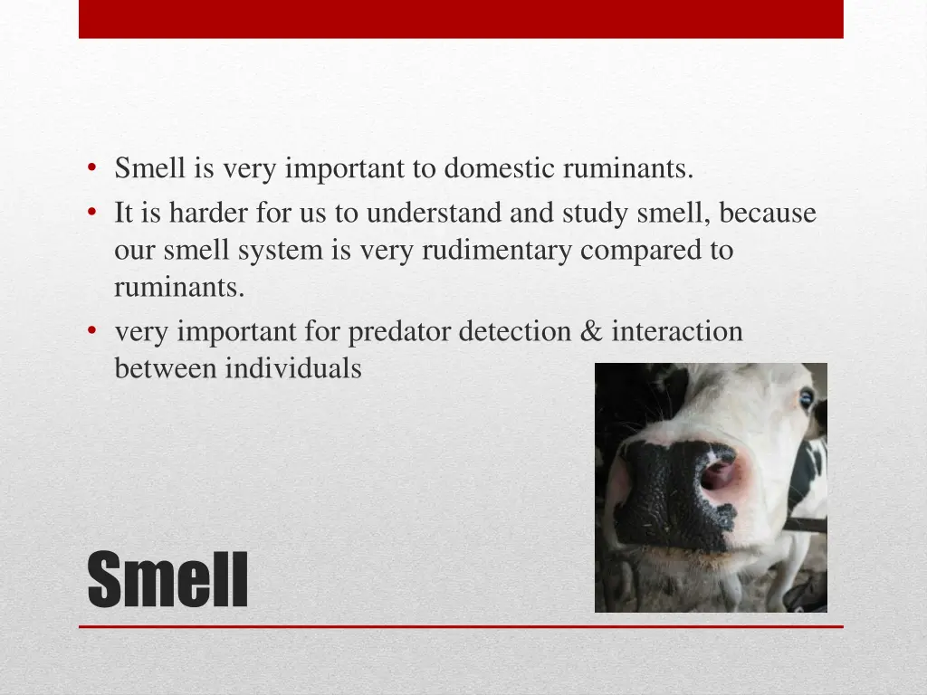 smell is very important to domestic ruminants