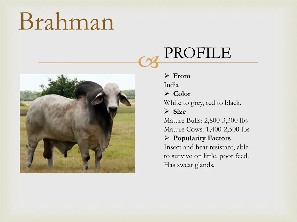 brahman