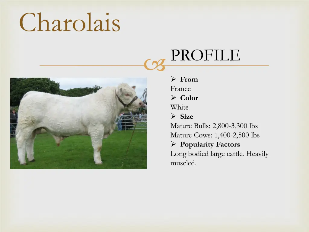 charolais