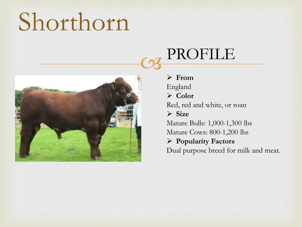 shorthorn