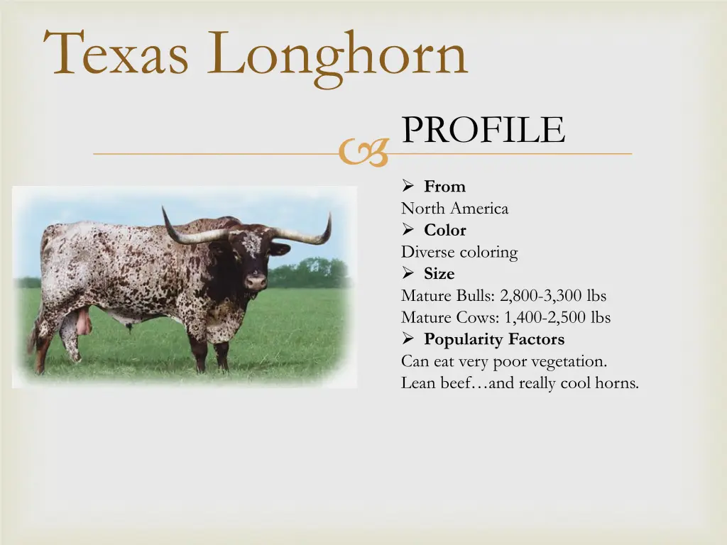 texas longhorn