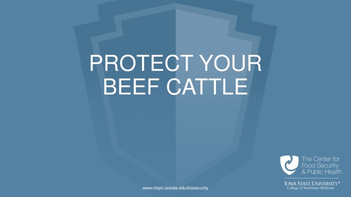 protect your beef cattle