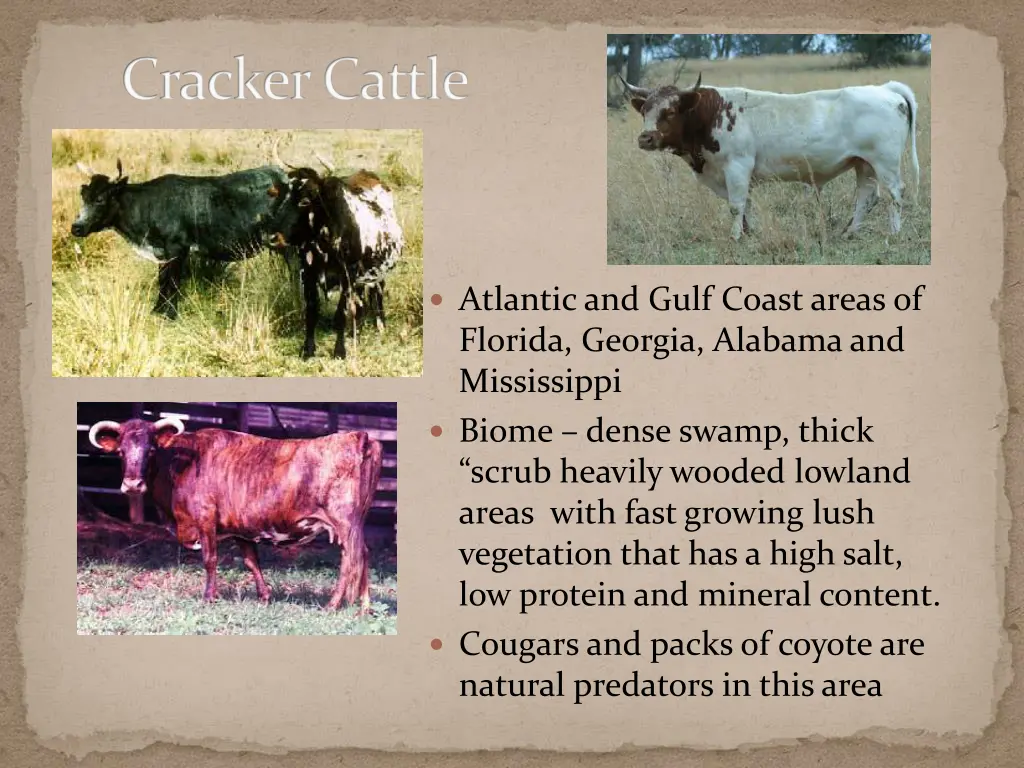 cracker cattle