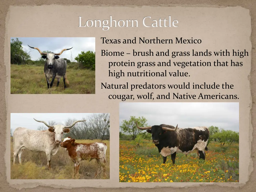 longhorn cattle