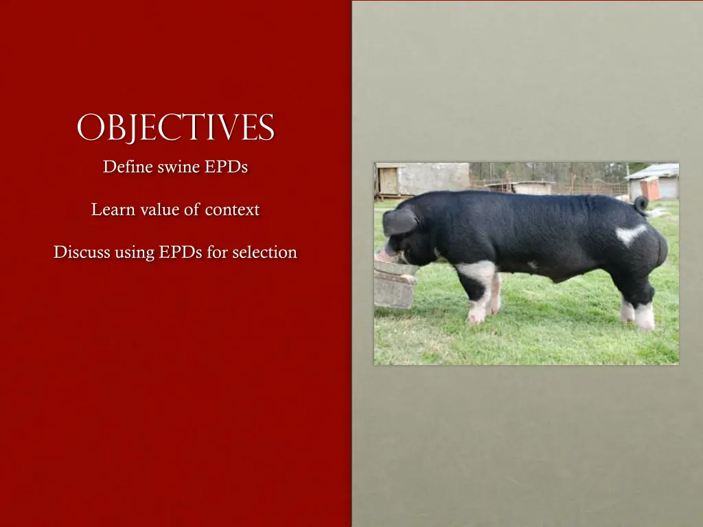 objectives define swine epds