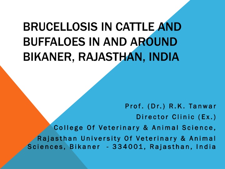 brucellosis in cattle and buffaloes in and around