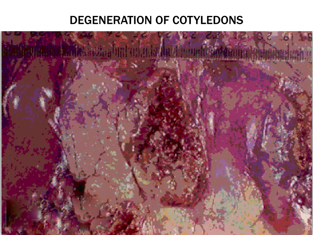 degeneration of cotyledons 1