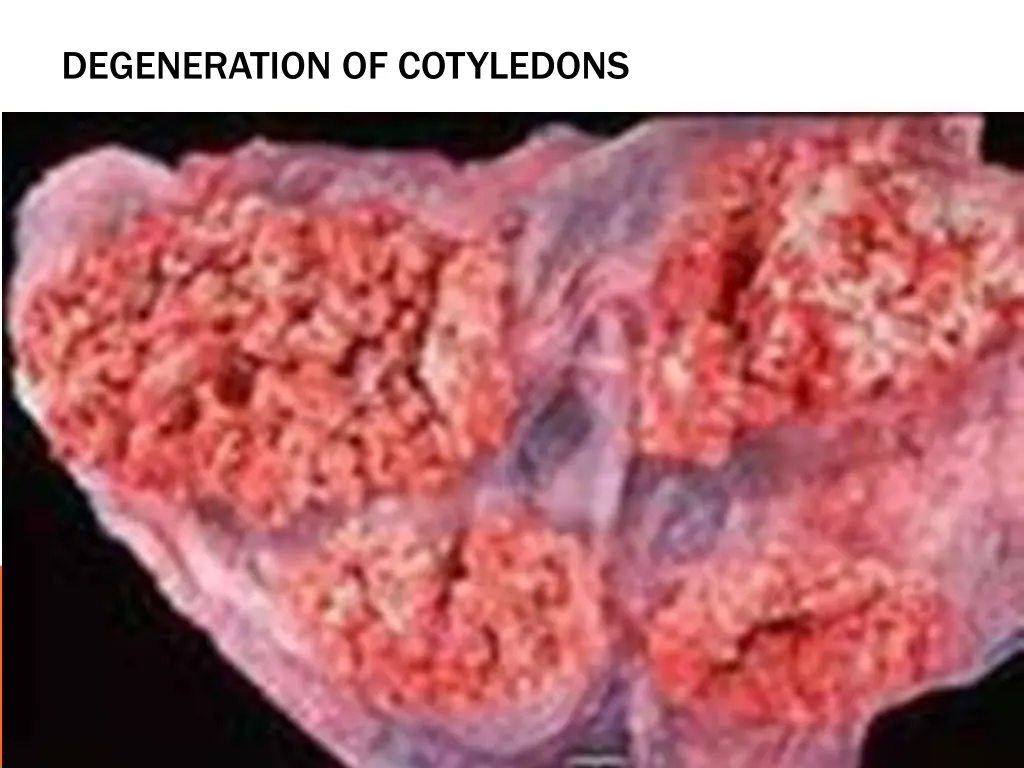 degeneration of cotyledons 2