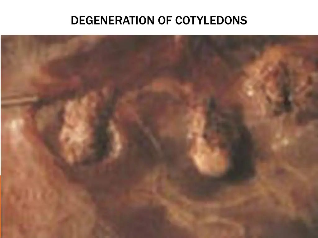 degeneration of cotyledons