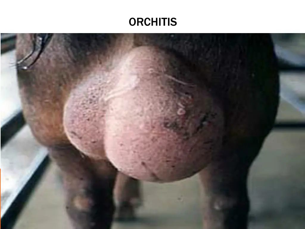 orchitis