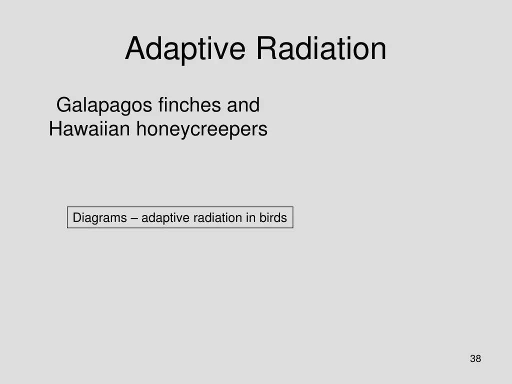 adaptive radiation