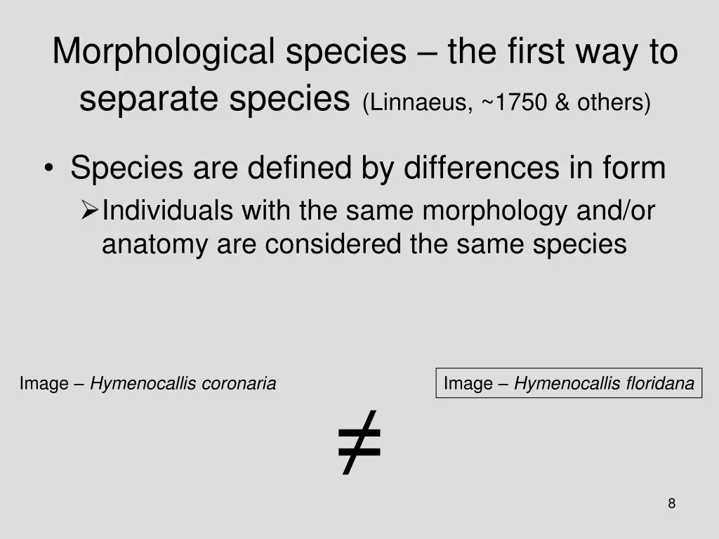 morphological species the first way to separate