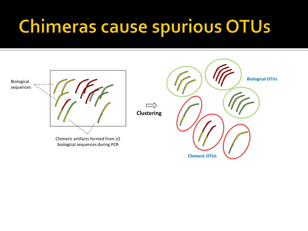 biological otus