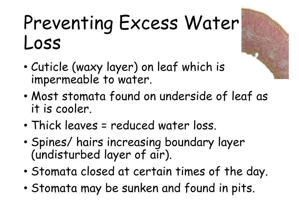 preventing excess water loss cuticle waxy layer