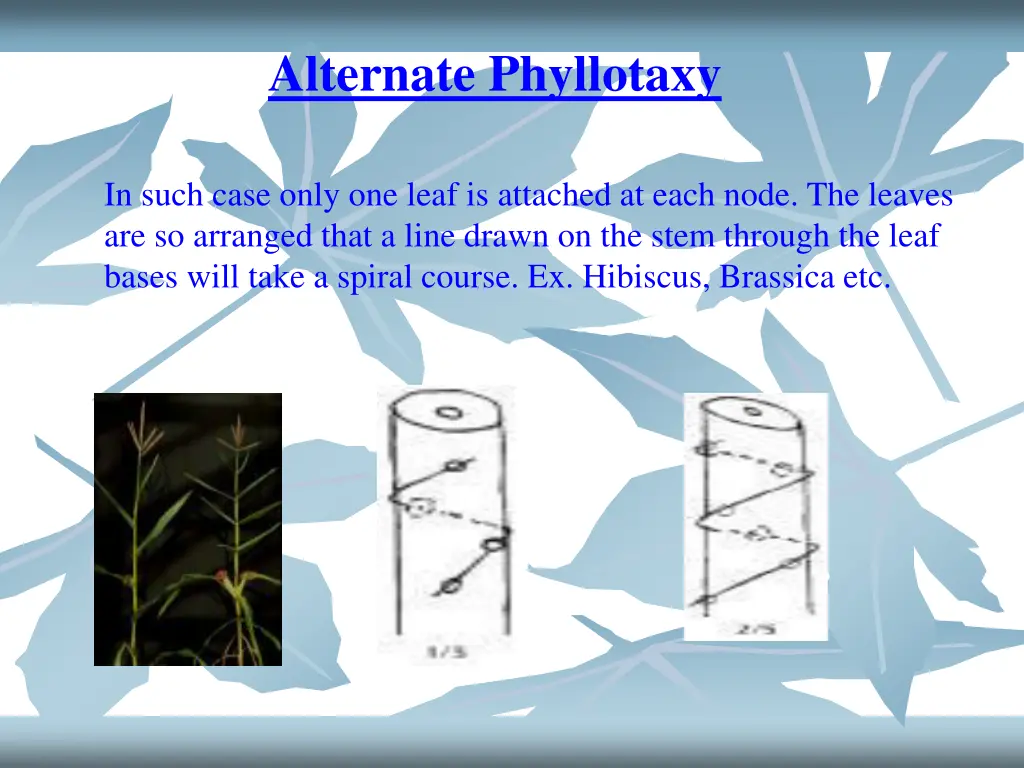 alternate phyllotaxy