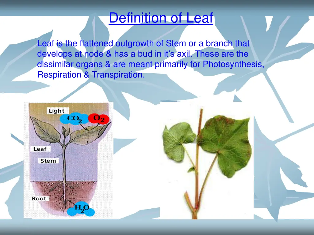 definition of leaf