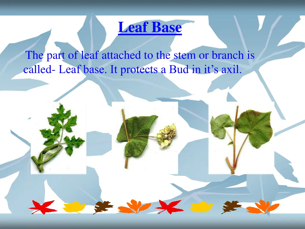 leaf base