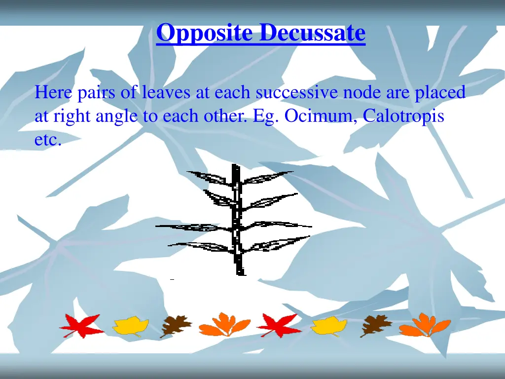 opposite decussate