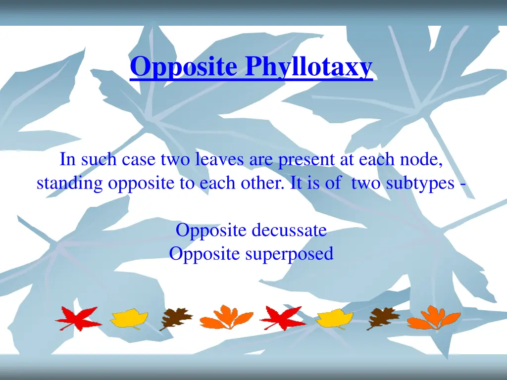 opposite phyllotaxy