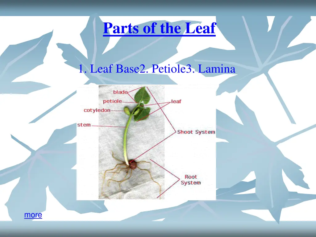 parts of the leaf