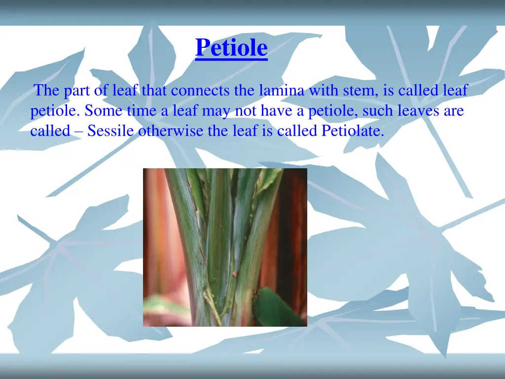 petiole