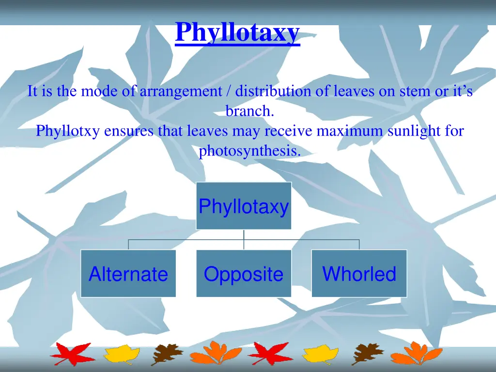 phyllotaxy