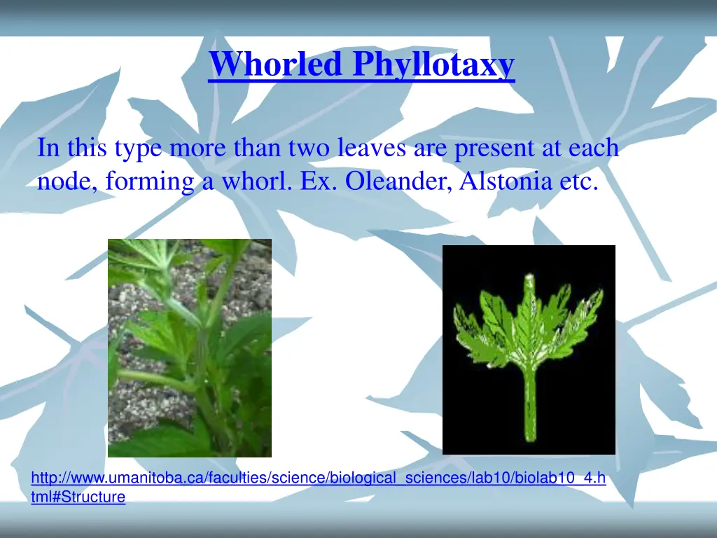 whorled phyllotaxy