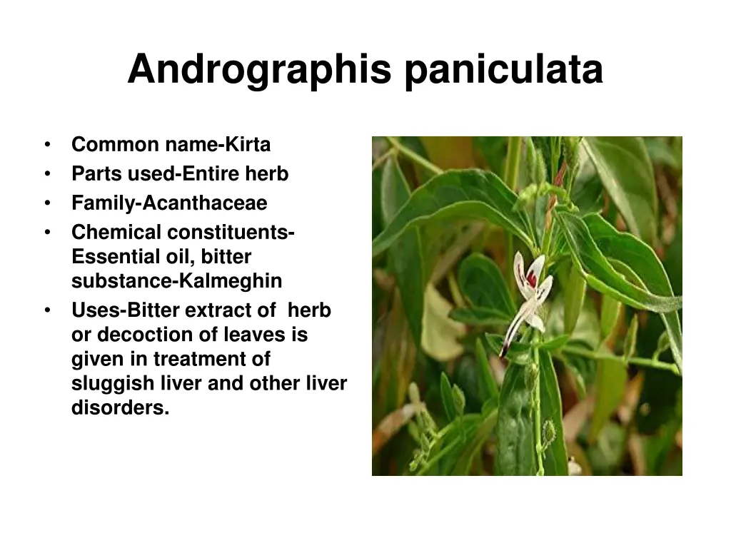 andrographis paniculata