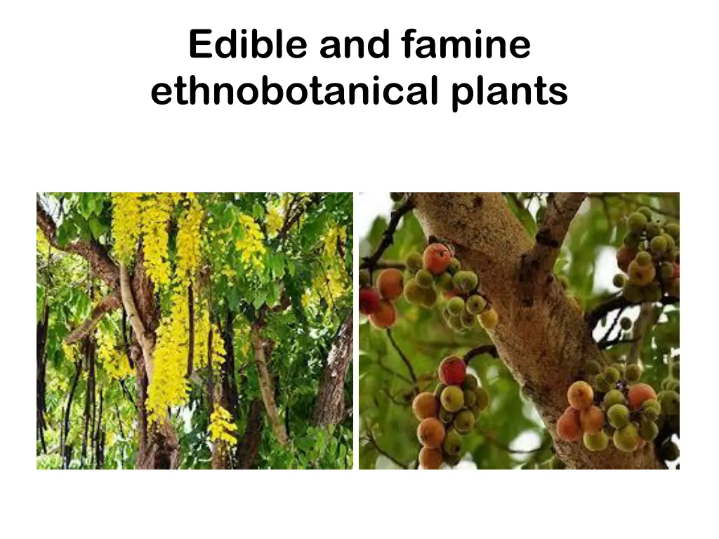 edible and famine ethnobotanical plants 2