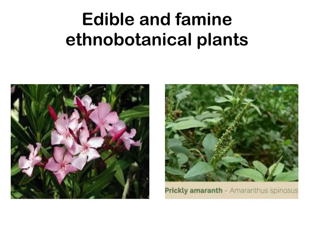 edible and famine ethnobotanical plants 4