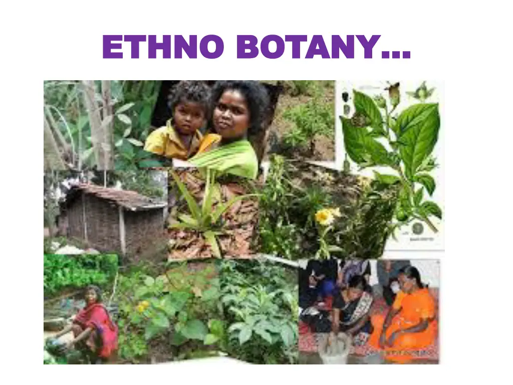 ethno botany ethno botany 3