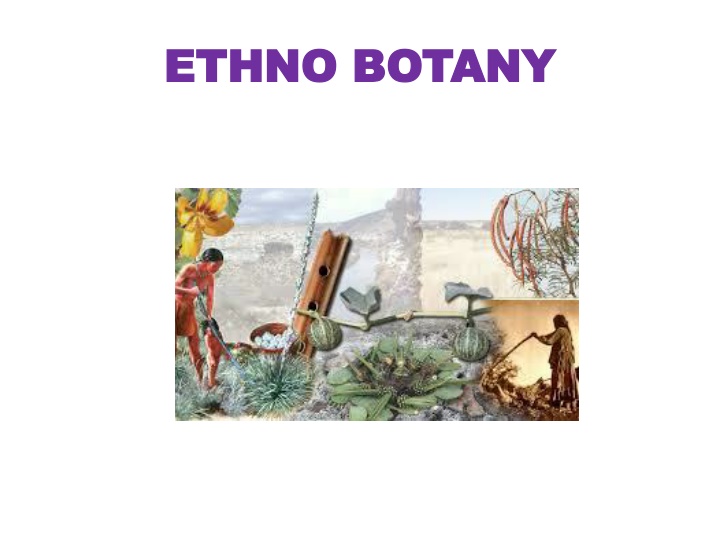 ethno botany ethno botany