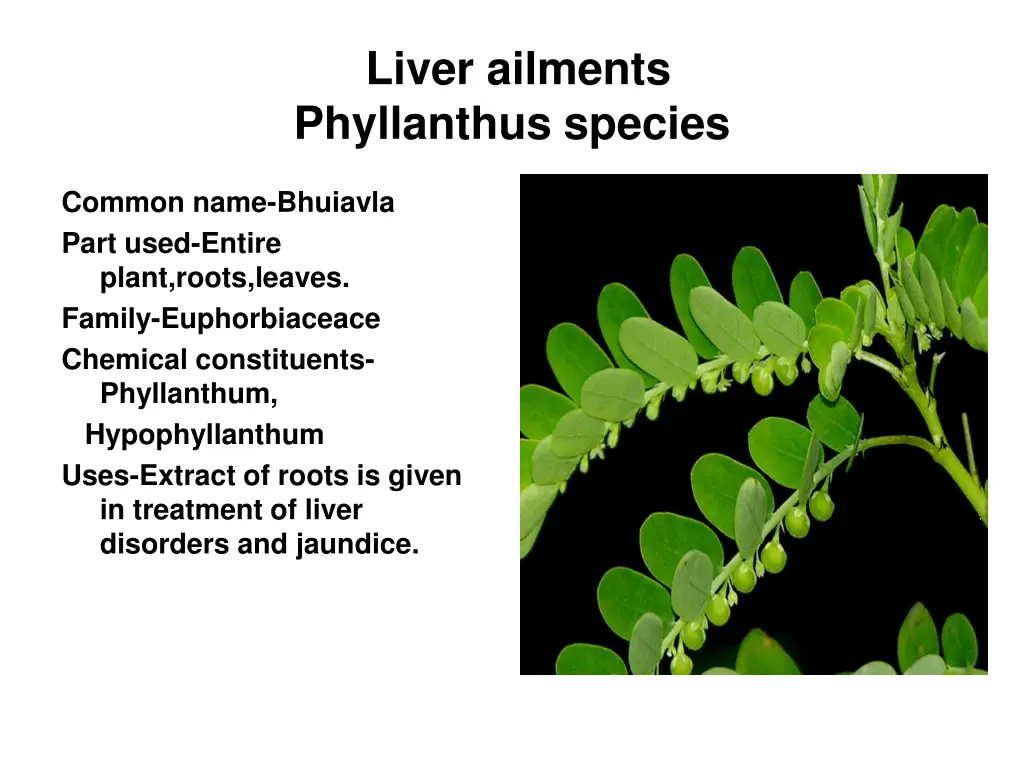 liver ailments phyllanthus species