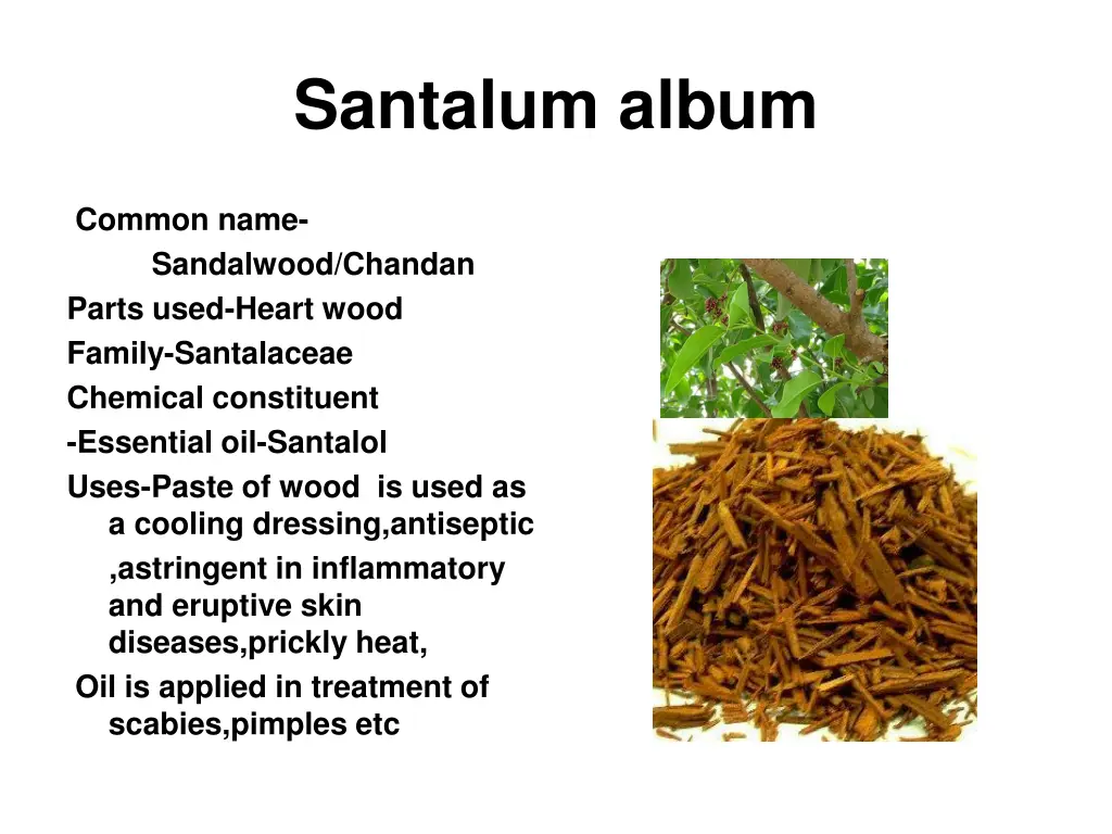 santalum album